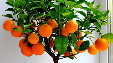 Mandarin Orange Tree Care - Tree Choices