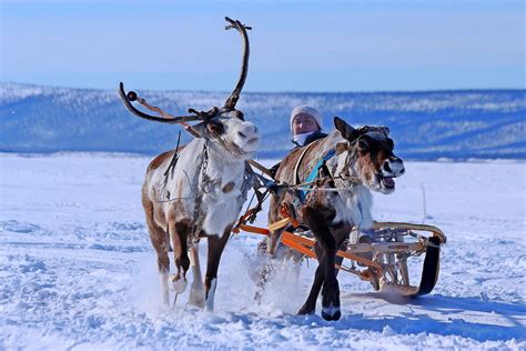 Reindeer Pulling Sled Through Snow · Free Stock Photo