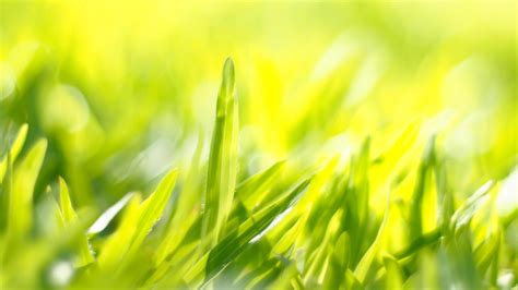 green grass through sunlight 3187726 Stock Photo at Vecteezy