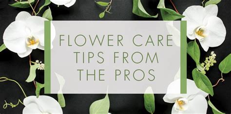 Flower Care Tips From The Pros (Us) - Beneva Flowers & Gifts