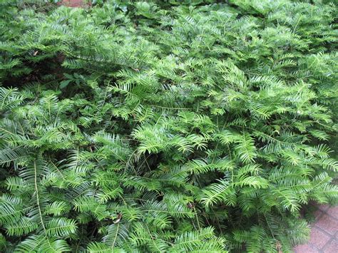 Plum Yew - Cephalotaxus harringtonia | Landscaping plants, Plants, Evergreen shrubs