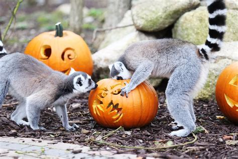 Animals at Tayto Park enjoying a Halloween breakfast - Dublin Live