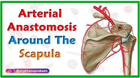 Arterial Anastomosis around the Scapula - Upper limb gross anatomy usmle step 1 videos - YouTube