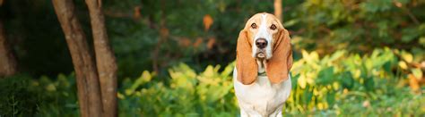 Basset Hound - Pets Training and Boarding