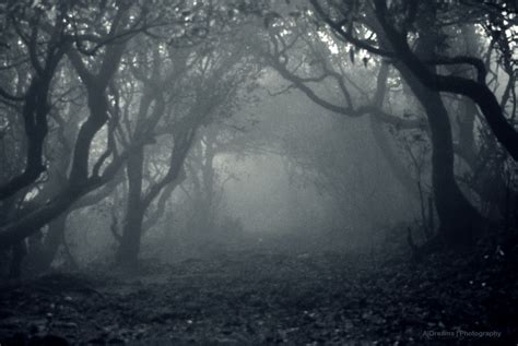 spooky forest | Ajit Singh | Flickr