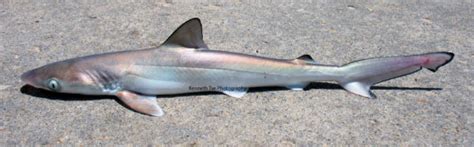 Atlantic Sharpnose Shark | Mexico – Fish, Birds, Crabs, Marine Life ...