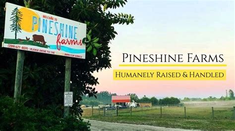 Pineshine Farms [Video] | Pine island florida, Pine island, Island