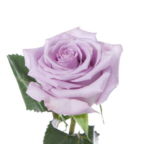 Lavender Rose - Ocean Song - Lavender / Purple - Roses | Flower Muse