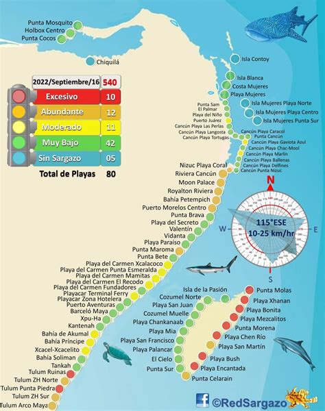 Cancun Sargassum Seaweed 2023 Forecast - hoptraveler