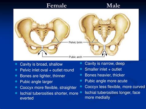 Ischial Spine Male Vs Female