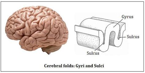 Gyri En Sulci / The Cerebrum Human Anatomy And Physiology Lab Bsb 141 - Annemie Swend1992