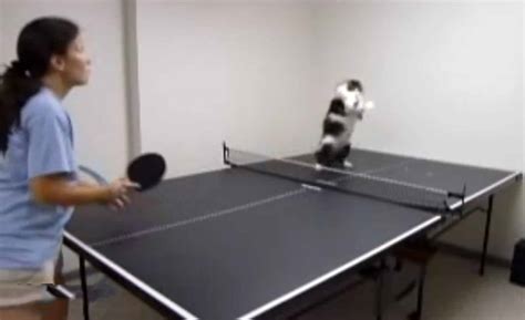 Cats Playing Ping Pong Compilation