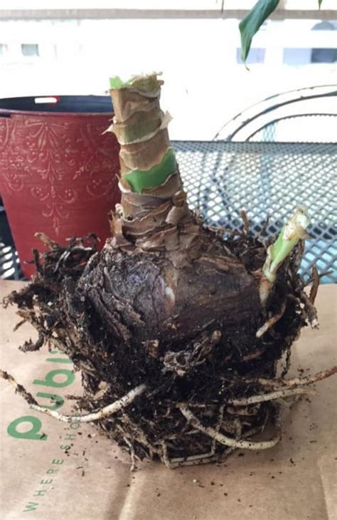 Why Is Amaryllis Not Growing (Solved!) - Garden For Indoor