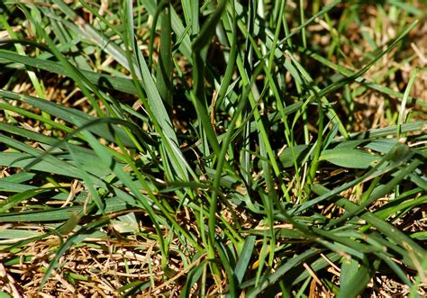 Tall Fescue Grass: Care and Growing Guide