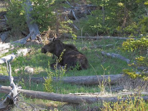 Yellowstone Wildlife Viewing - Obie Travels