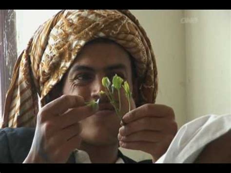 Chewing khat in Yemen - YouTube