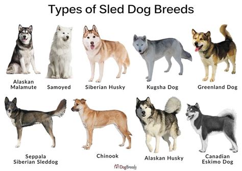 there are many types of sled dog breeds