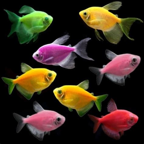 GloFish® Tetra Deluxe Collection – GloFish, LLC