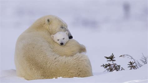 Interesting Facts About Polar Bears Habitat