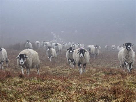 YorkshireShepherdess on Twitter | Yorkshire dales, Yorkshire, Down on ...