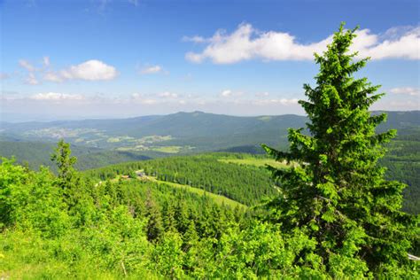 Best Bayerischer Wald National Park Stock Photos, Pictures & Royalty-Free Images - iStock