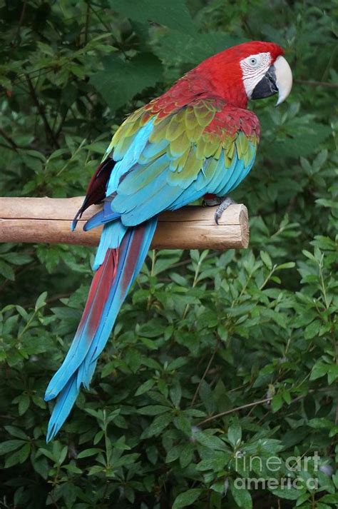 Red Green And Blue Parrot Photograph by Maxine Billings - Pixels