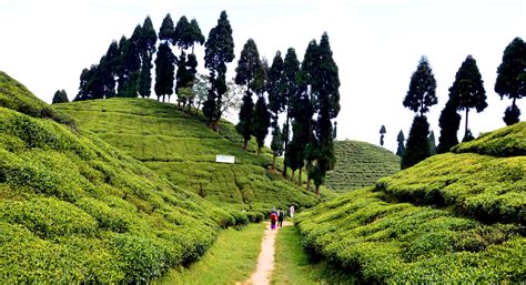 Tea Plantations, Darjeeling, West Bengal, Tourism, 2022 | Tea Garden ...