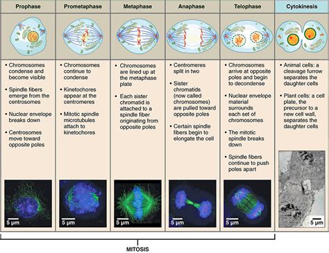 Plant Cell Division Mitosis India Plant Cell Division Mitosis | Images and Photos finder