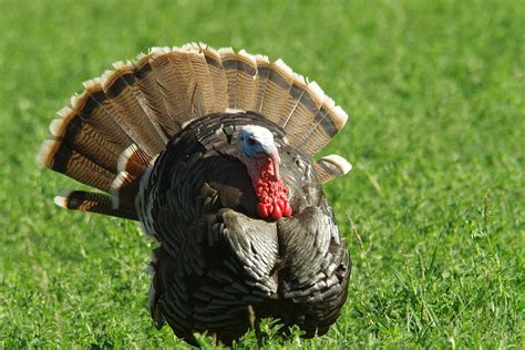 Wild Turkey Gobbler Photograph by Jeff Swan