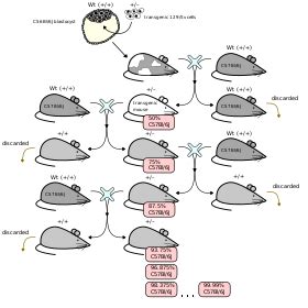 Chimera (genetics) - Wikipedia