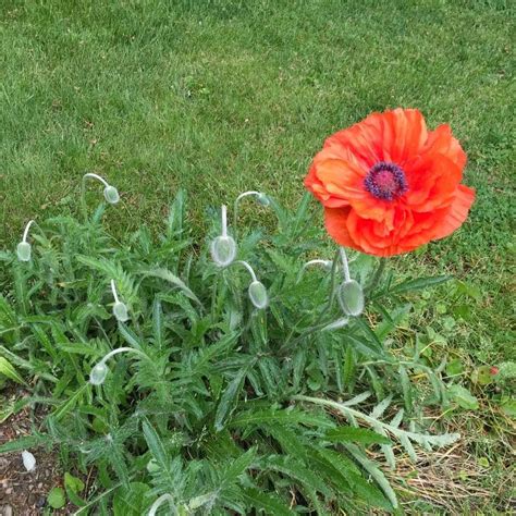 Poppies | Poppies, Plants