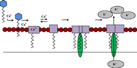 Daptomycin: mechanism of action | Download Scientific Diagram