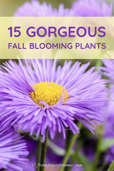 Fall Perennials & Shrubs (15 of the Best Plants For Fall Flowers) - Gardening @ From House To Home