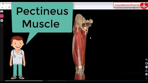 Pectineus Muscle Anatomy 3D Tutorial - Pectineus Actions - Attachments - nerves - YouTube