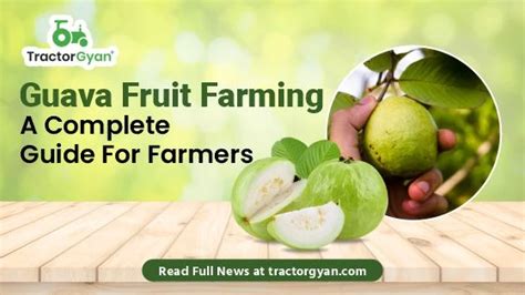 Guava Fruit Farming - A Complete Guide For Farmers (tg1177)