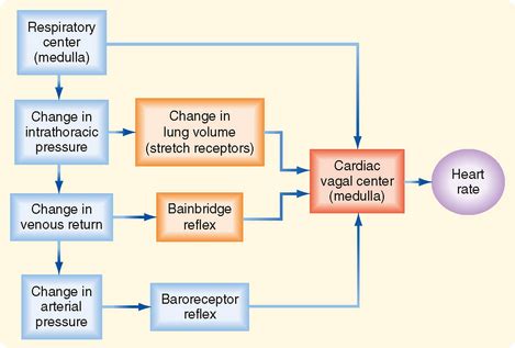 Regulation of the Heart and Vasculature | Basicmedical Key