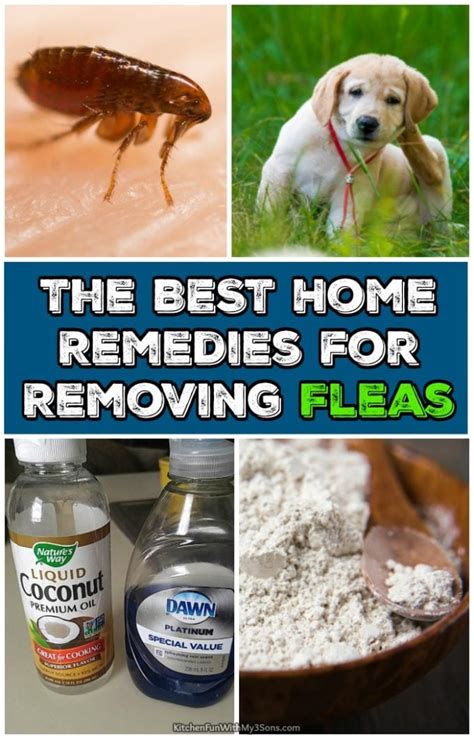 Best Home Remedies for Removing Fleas - Kitchen Fun With My 3 Sons