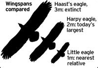 Darwin's Dish: Haast's Eagle Imperial IPA