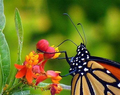 Monarch showing proboscis, by Jill Staake | Mariposas