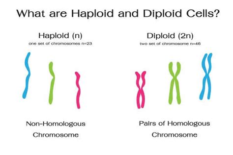 Diploid Cell - The Definitive Guide | Biology Dictionary