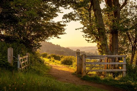 480x854 resolution | green leafed tree, nature, landscape, England, summer HD wallpaper ...