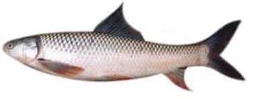 Mrigal Carp (Cirrhinus cirrhosus) and Its Life History | Biology EduCare