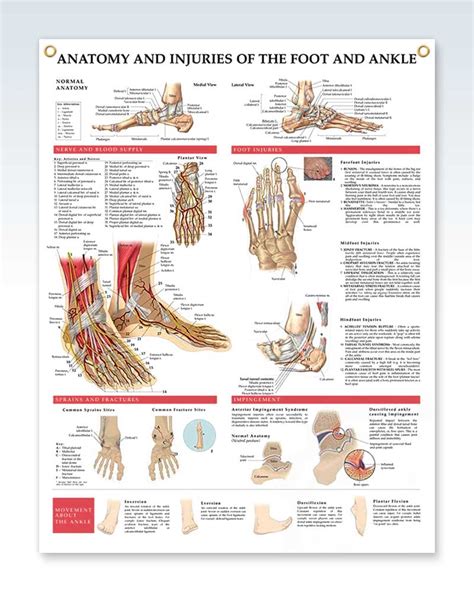 Anatomy and Injuries of the Foot and Ankle Exam Room Poster – ClinicalPosters