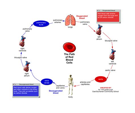 Quotes about Red blood cells (14 quotes)