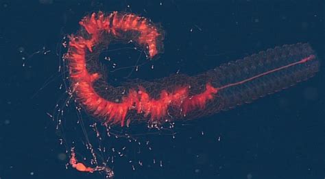 Meet The Giant Siphonophore-Worlds Largest Animal - Top10animal