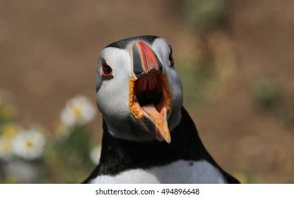 36 Puffin open mouth Images, Stock Photos & Vectors | Shutterstock