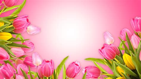 Wallpaper Pink tulips, pink background 5120x2880 UHD 5K Picture, Image