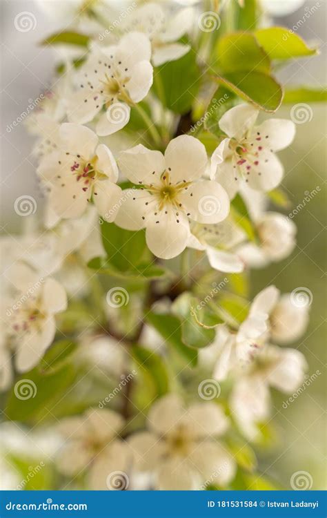 Pear tree blossoms stock photo. Image of fruit, gardening - 181531584