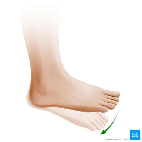 Flexion Plantar