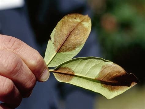 Minnesota officials on lookout for infected plants carrying disease that kills oak trees | MPR News